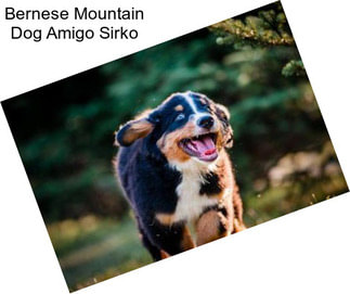 Bernese Mountain Dog Amigo Sirko