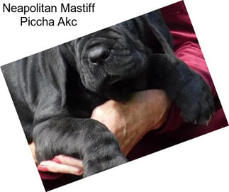 Neapolitan Mastiff Piccha Akc