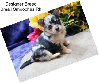 Designer Breed Small Smooches Rh