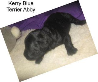 Kerry Blue Terrier Abby