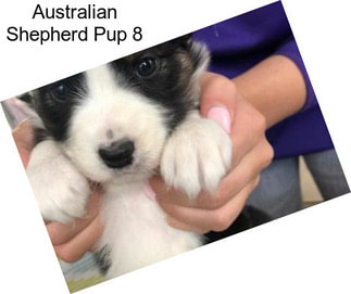 Australian Shepherd Pup 8