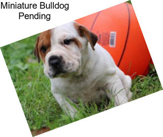 Miniature Bulldog Pending