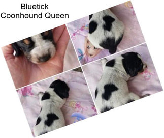 Bluetick Coonhound Queen