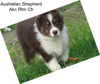 Australian Shepherd Akc Rtm Ch