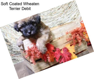 Soft Coated Wheaten Terrier Debit