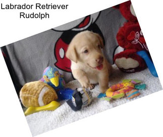 Labrador Retriever Rudolph