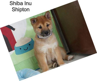 Shiba Inu Shipton