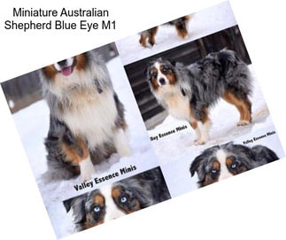 Miniature Australian Shepherd Blue Eye M1