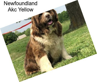 Newfoundland Akc Yellow