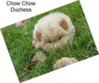 Chow Chow Duchess