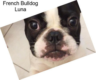 French Bulldog Luna