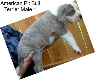 American Pit Bull Terrier Male 1