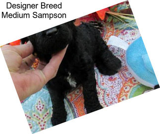 Designer Breed Medium Sampson