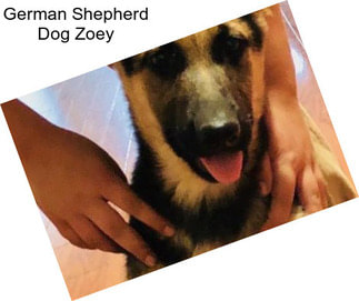 German Shepherd Dog Zoey