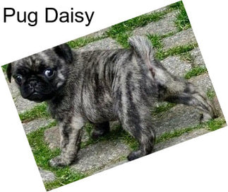 Pug Daisy