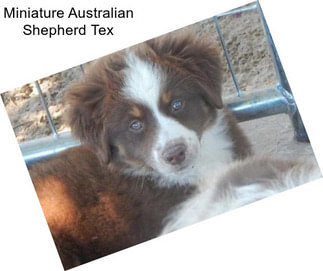 Miniature Australian Shepherd Tex