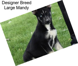 Designer Breed Large Mandy