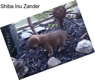 Shiba Inu Zander