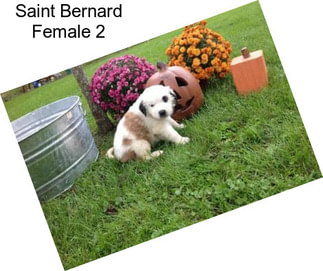 Saint Bernard Female 2