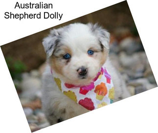 Australian Shepherd Dolly