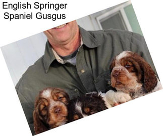 English Springer Spaniel Gusgus