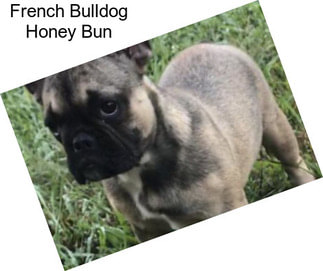 French Bulldog Honey Bun