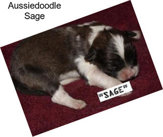 Aussiedoodle Sage
