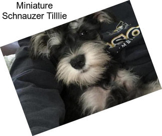 Miniature Schnauzer Tilllie