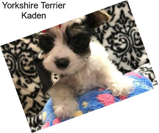 Yorkshire Terrier Kaden