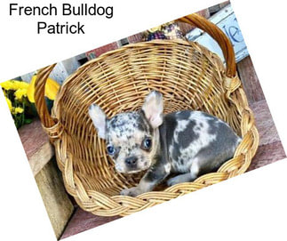 French Bulldog Patrick