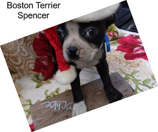 Boston Terrier Spencer