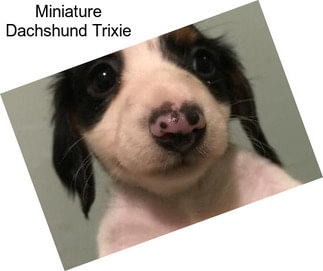 Miniature Dachshund Trixie