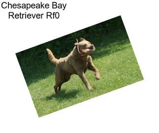 Chesapeake Bay Retriever Rf0