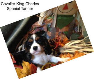 Cavalier King Charles Spaniel Tanner
