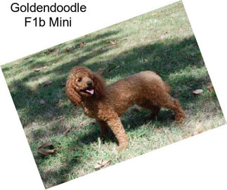 Goldendoodle F1b Mini