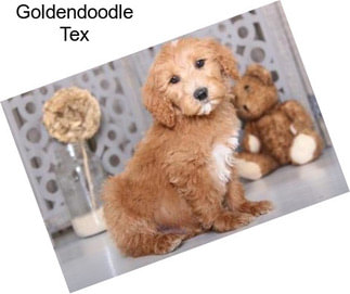 Goldendoodle Tex