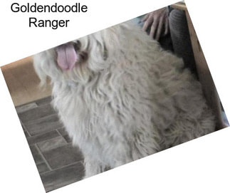 Goldendoodle Ranger