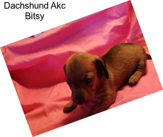 Dachshund Akc Bitsy