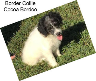 Border Collie Cocoa Bordoo