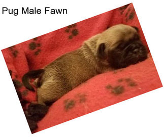 Pug Male Fawn