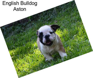 English Bulldog Aston