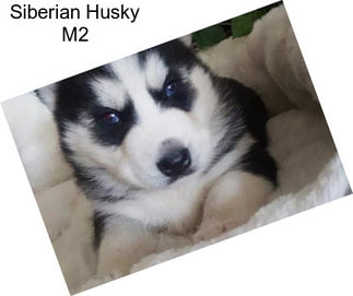 Siberian Husky M2
