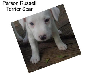 Parson Russell Terrier Spar