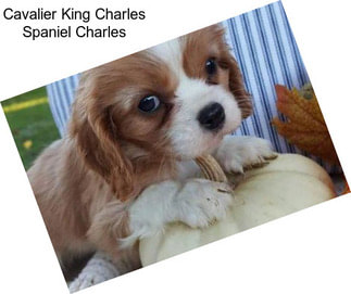 Cavalier King Charles Spaniel Charles