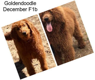 Goldendoodle December F1b