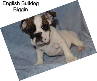 English Bulldog Biggin