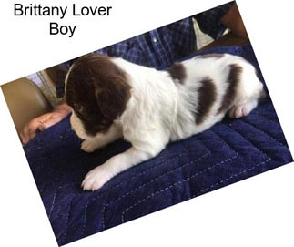 Brittany Lover Boy