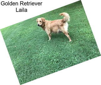 Golden Retriever Laila