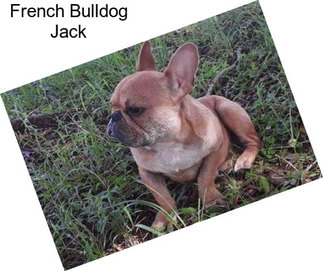 French Bulldog Jack