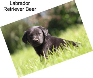 Labrador Retriever Bear